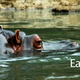 Illustration for article titled The Remarkable Early 20th Century Plan to Farm Hippopotamuses in the US